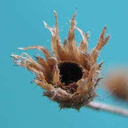 hole in seedhead